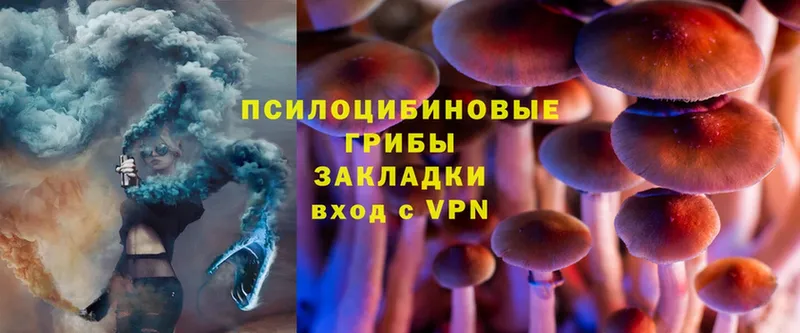 Псилоцибиновые грибы Cubensis  MEGA вход  Андреаполь 