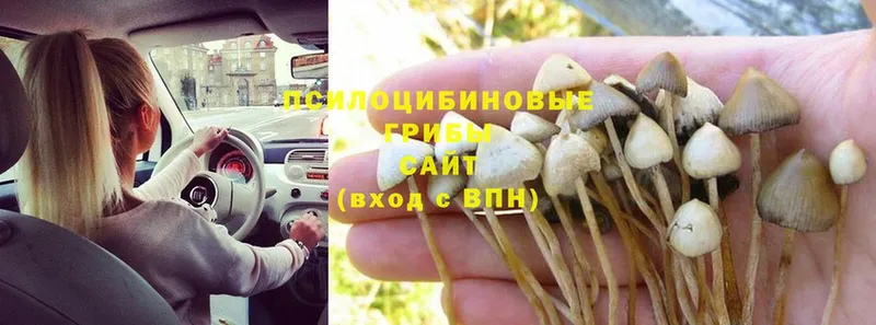 Псилоцибиновые грибы Psilocybe Андреаполь